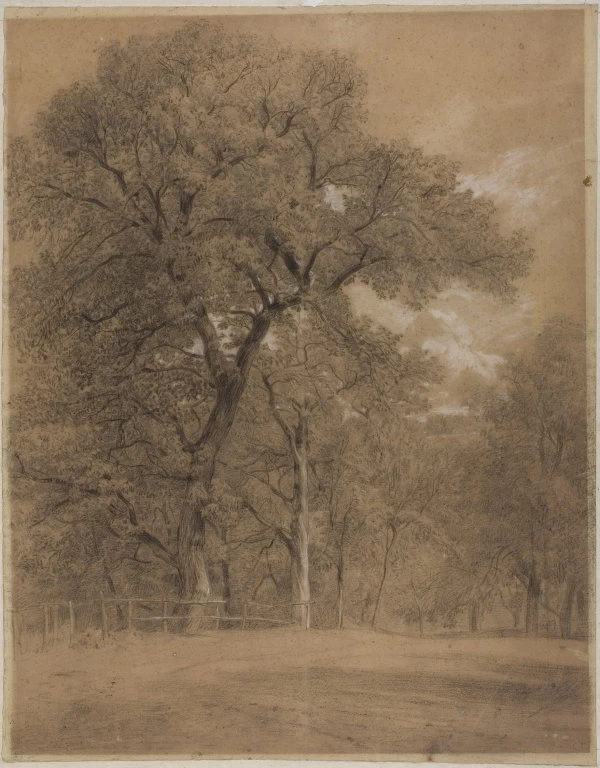 Bordo di una foresta